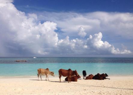 Ebony & Ivory Beach Bungalows ナングウィ エクステリア 写真